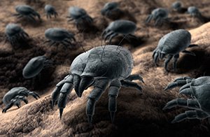 Dust mites in mattresses, carpets, upholstered furniture